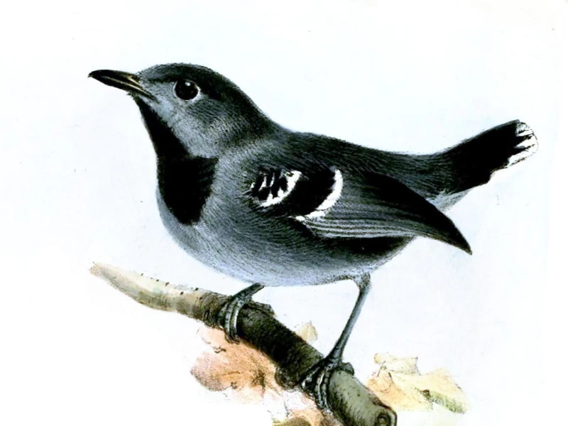 1820-Joseph Wolf - Myrmotherula urosticta